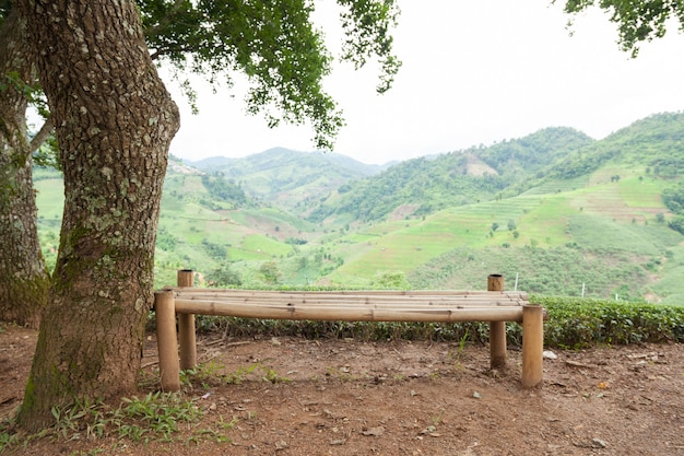 Banc sous un arbre