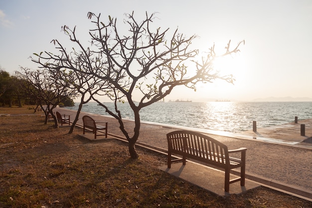 Banc sous un arbre