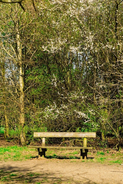 Photo banc vide dans le parc