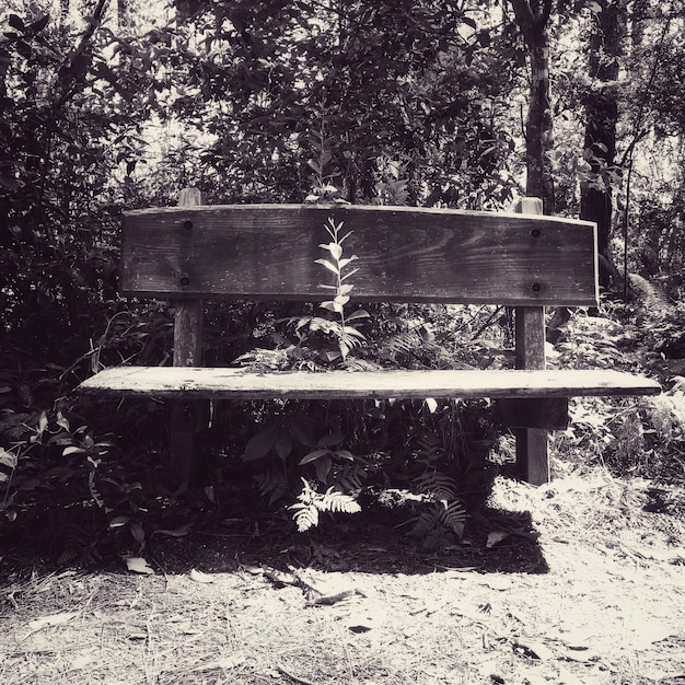 Un banc vide dans le parc.