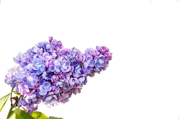 Banche de lilas persan en fleurs isolée sur un fond blanc