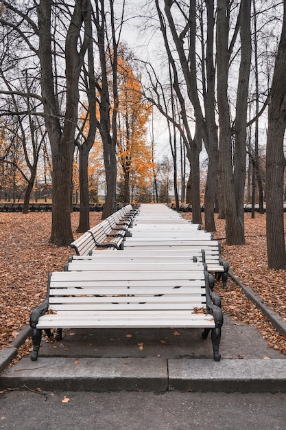 bancs blancs alignés dans un parc d'automne avec des feuilles jaunes tombées