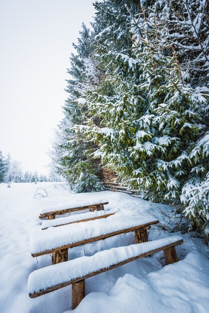 Des bancs enneigés se dressent dans de hautes congères près de sapins majestueux enneigés un jour d'hiver