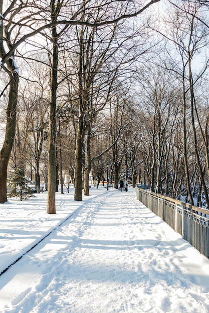 Bancs vides couverts de neige dans le parc d'hiver