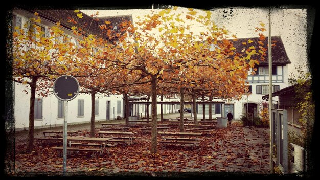 Photo des bancs vides sous les arbres d'automne contre les maisons