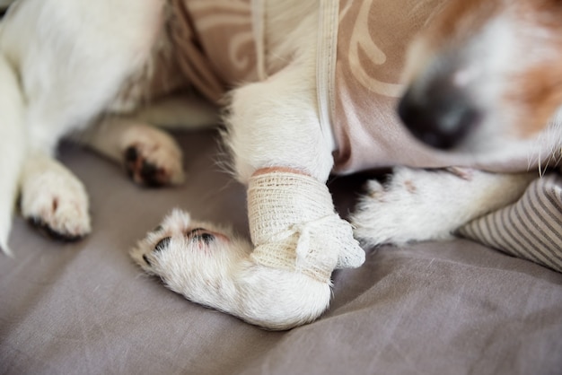 Bandage sur chien patte soins pour animaux jack russell terrier avec cathéter réhabilitation de l'animal après chirurgie