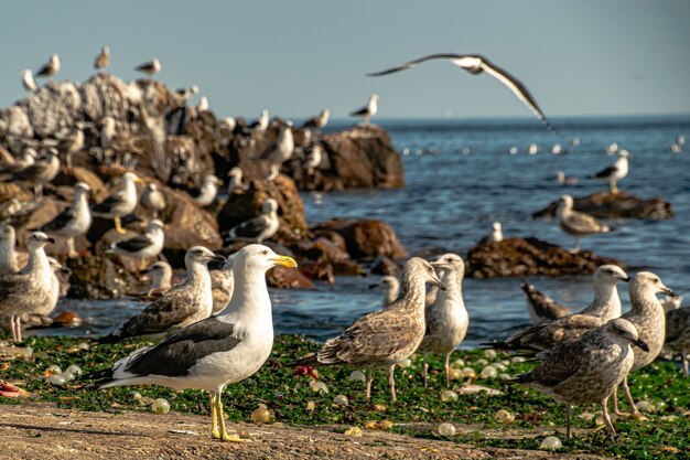 Une bande de mouettes