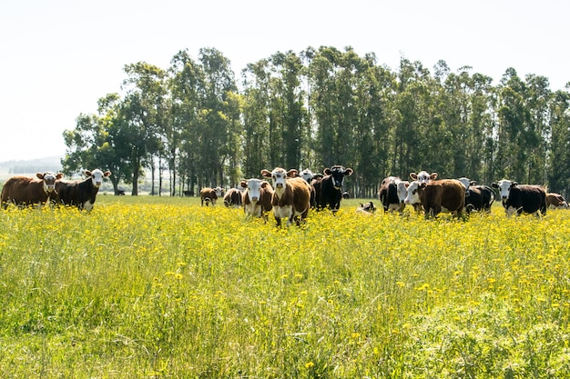 Une bande de vaches dans une ferme.