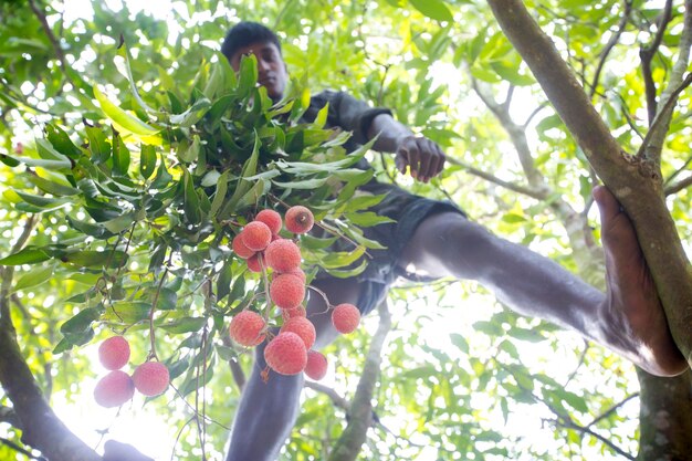 Photo le bangladesh le 27 mai 2015 un garçon tenant un tas de litchis au-dessus de l'arbre à ranisongkoil thakurgon