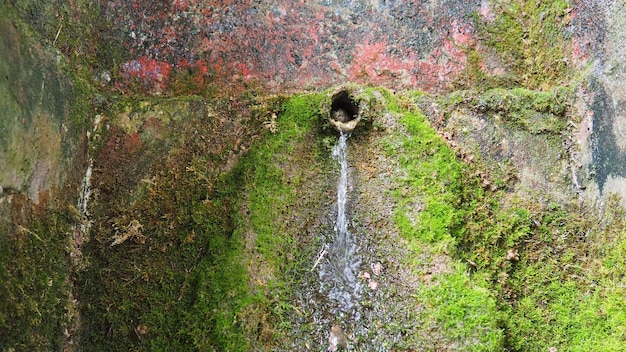 Banja Koviljaca Serbie Source Guchevo Loznica Trois sources Eau minérale naturelle curative provenant du mont Guchevo Mousse et lichens sur le rocher Gouttes d'eau