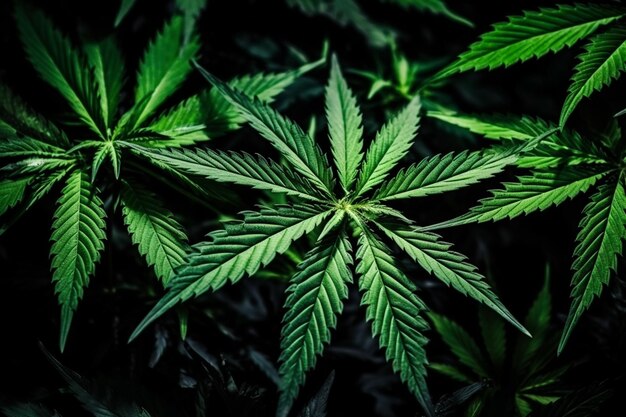 Banner composé d'espèces traditionnelles de marijuana dans les feuilles générées par Ai