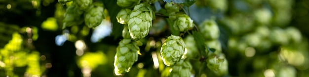 Bannière 4x1 laisse des cônes de houblon verts sur les branches