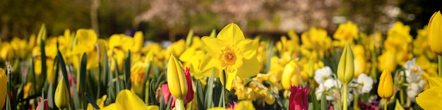 Bannière 4x1 pour les réseaux sociaux du site web Jacinthes tulipes et jonquilles dans un pré aux Pays-Bas