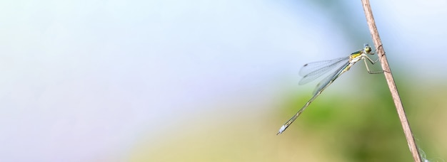 Bannière une belle libellule verte avec de grands yeux se trouve sur un espace de branche sèche pour le texte