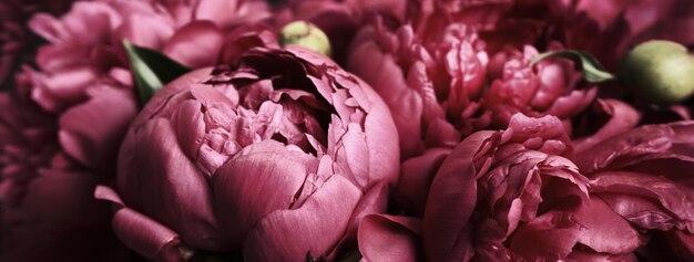 Bannière avec de belles pivoines violettes flou artistique Fond floral de printemps ou d'été Concept de fleurs festives