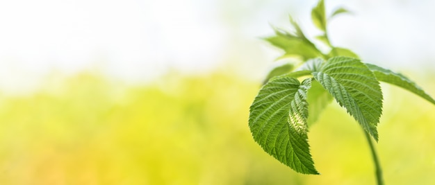 Bannière. Branche de framboise avec feuilles vertes en gros plan dans le jardin avant que les plantes ne commencent à fleurir.