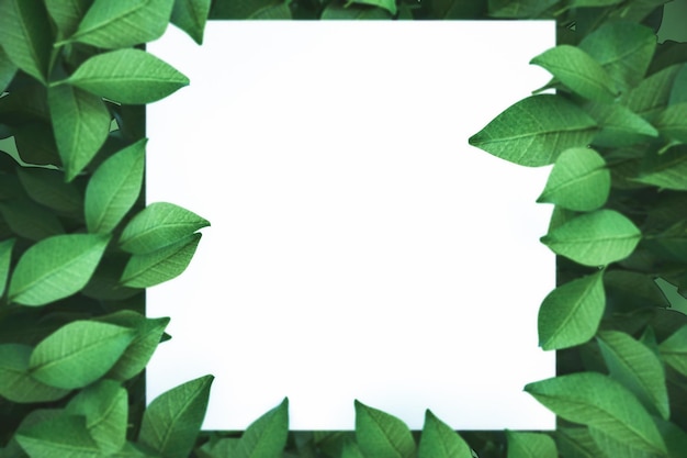Bannière carrée blanche avec des feuilles