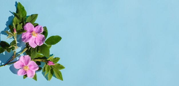 Bannière de carte de voeux, délicates fleurs de rose rose sur fond bleu avec espace copie avec lumière dure