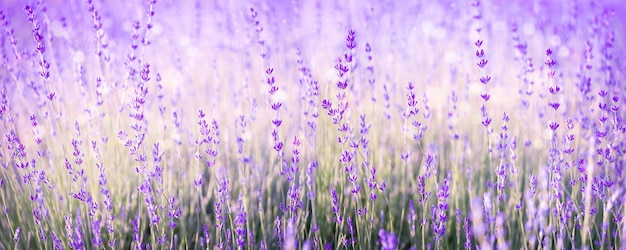 Bannière de champ de fleurs de lavande Fond naturel