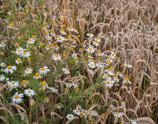 Bannière d'été image sur le thème de la camomille et du blé