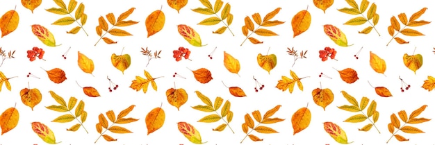 Bannière faite de feuilles d'automne naturelles et de baies sur fond blanc, comme toile de fond ou texture. Papier peint d'automne pour votre conception. Vue de dessus Mise à plat.