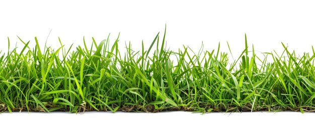 Bannière faite d'herbe fraîche sur un fond blanc