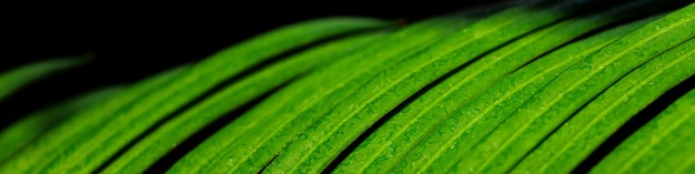 Bannière avec une feuille verte d'un palmier cycas en gros plan