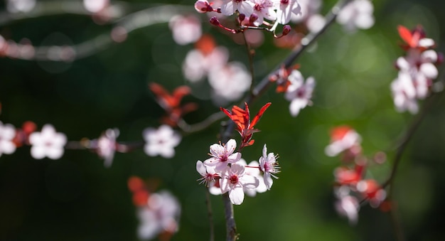 Bannière avec des fleurs de cerisier sur la lumière du soleil dans le jardin de printemps