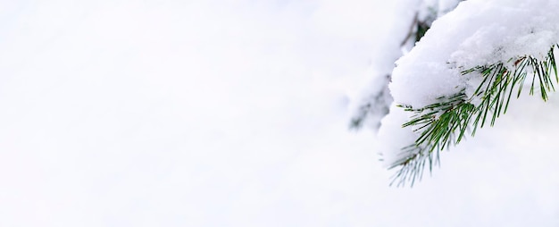 Bannière de fond d'hiver naturel avec de belles branches d'épinette enneigées neige blanche en givre