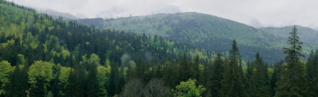 Bannière avec une forêt et une montagne