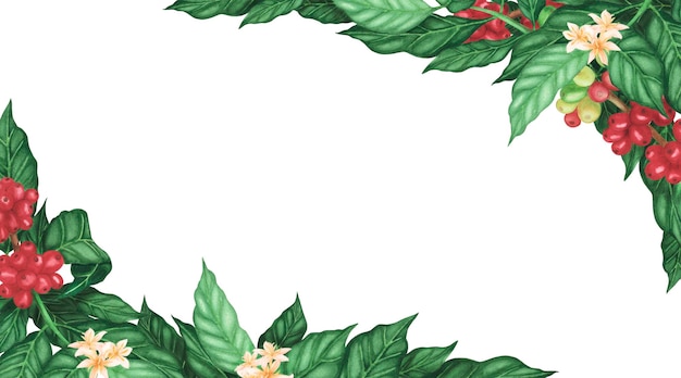 Bannière de grains de café arabica rouge et de fleurs sur une branche isolée sur fond blanc Illustration dessinée à la main à l'aquarelle pour la conception