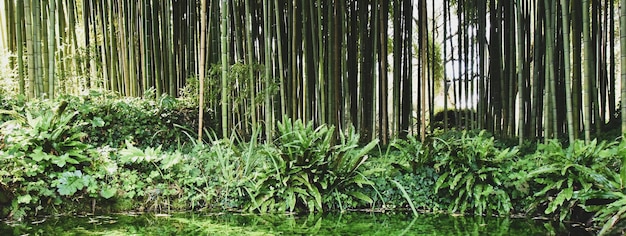 Bannière horizontale ou en-tête avec un bel étang avec de nombreuses plantes aquatiques contre une grande forêt de bambous Save the planet and care plants concept Conception de jardin japonais Concept zen