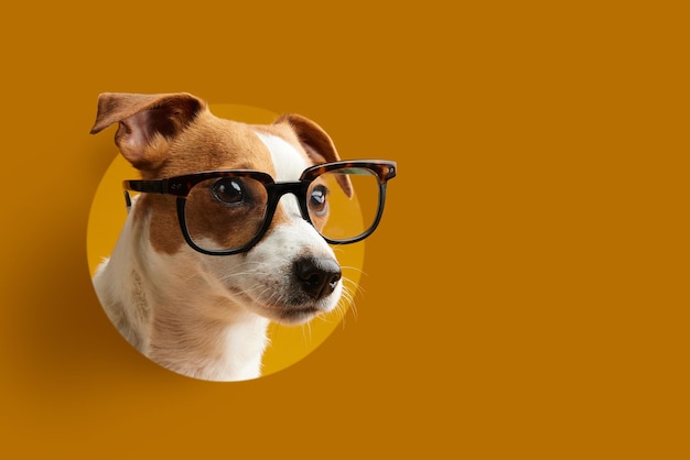 bannière jaune retour à l'école chien à lunettes style botanique cool