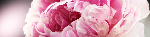 Bannière Linkedin avec photo macro de pétales de fleurs de pivoine rose