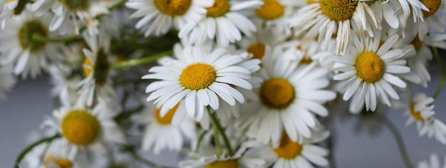 Bannière avec marguerites blanches