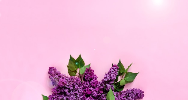 Bannière minimaliste créative avec des fleurs lilas sur fond rose tendance. Bannière Web. Vue de dessus, mise à plat, espace de copie.