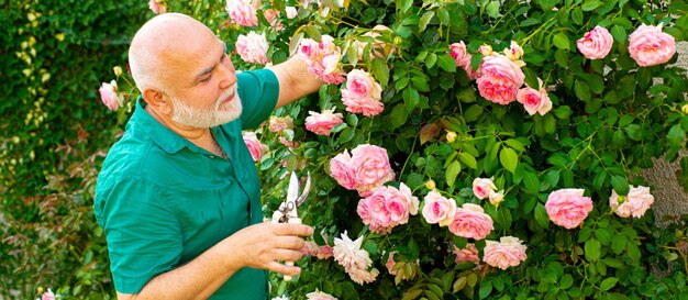 Bannière de printemps du vieil homme en plein air homme senior jardinier dans le jardin coupant des roses grand-père travaillant dans