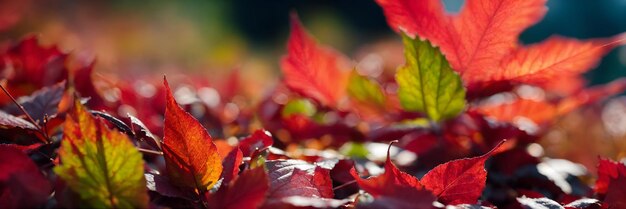 la bannière rouge de l'automne est à l'arrière-plan.