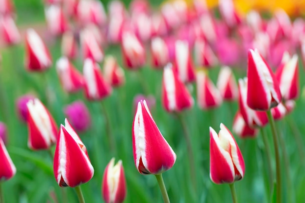 Bannière de tulipes rayées Belles fleurs printanières dans le jardin