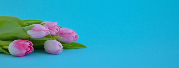 Bannière tulipes roses gros plan sur fond bleu