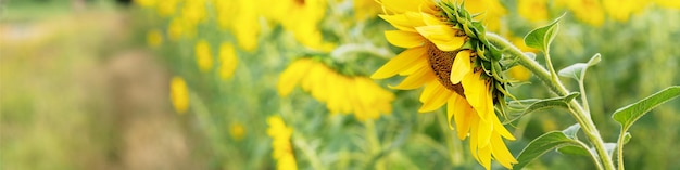 Bannière universelle Linkedin pour différentes professions avec tournesol