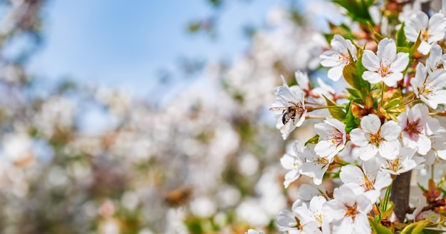 bannière web pour la conception du site web fleur de pommier et les abeilles sur les fleurs printemps