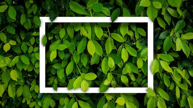 Photo banyan feuilles vertes nature fond avec cadre blanc arbre plante bush décorer dans la feuille de jardin