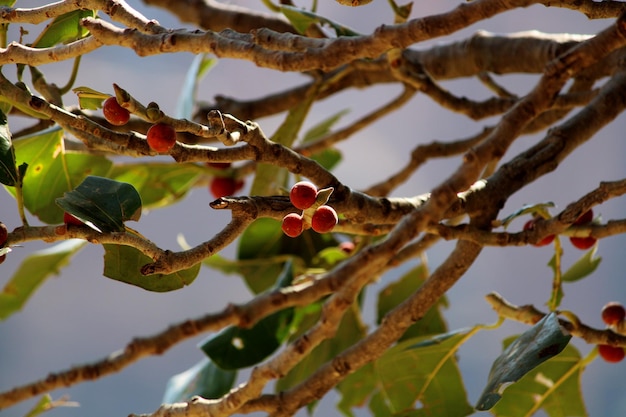 Banyan Fruits suspendu à un arbre