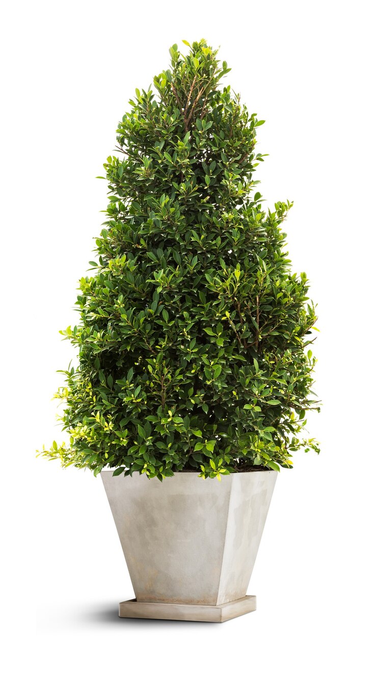 Photo banyan tree en pot de ciment pour la décoration isolé sur fond blanc