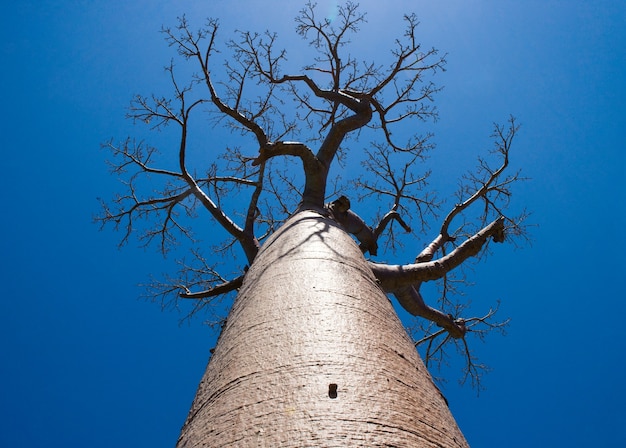 Baobab sur fond de ciel bleu à Madagascar