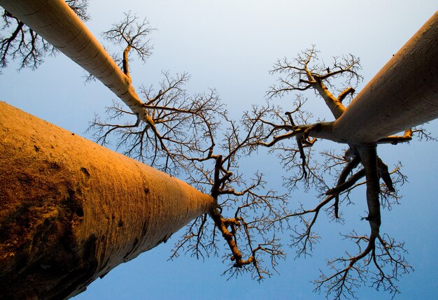 Baobab sur fond de ciel bleu à Madagascar