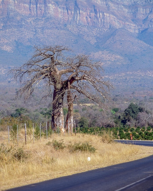 Baobabs près du col Abel Erasmus