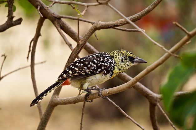 Barbet d'Arnaud dans le Parc National du Serengeti - Tanzanie