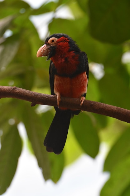 Barbet barbu avec des plumes rouges et noires dans un arbre